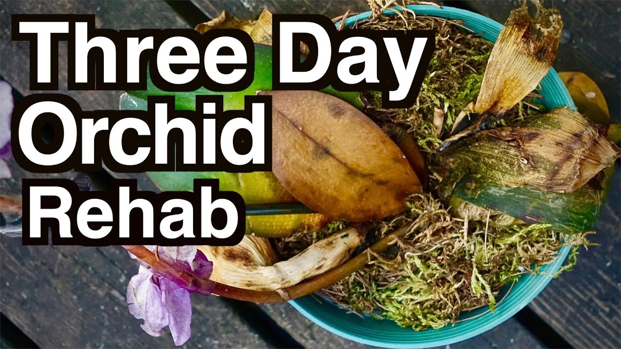 Three day rehabilitation for dying dehydrated orchid