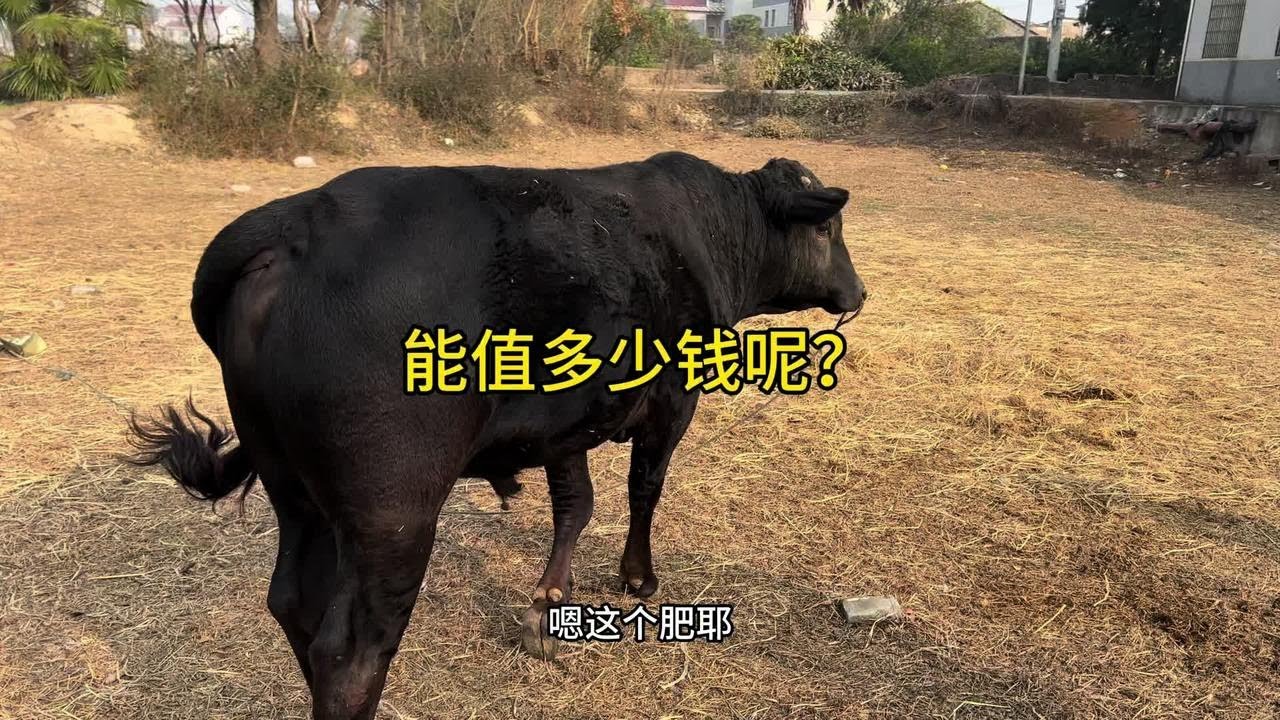 大爷想卖两头公牛，叫小伙去打价，大家说能值多少钱？ #养牛人