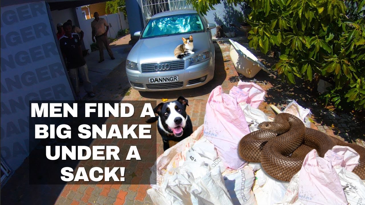 MEN FIND SNAKE UNDER A SACK!