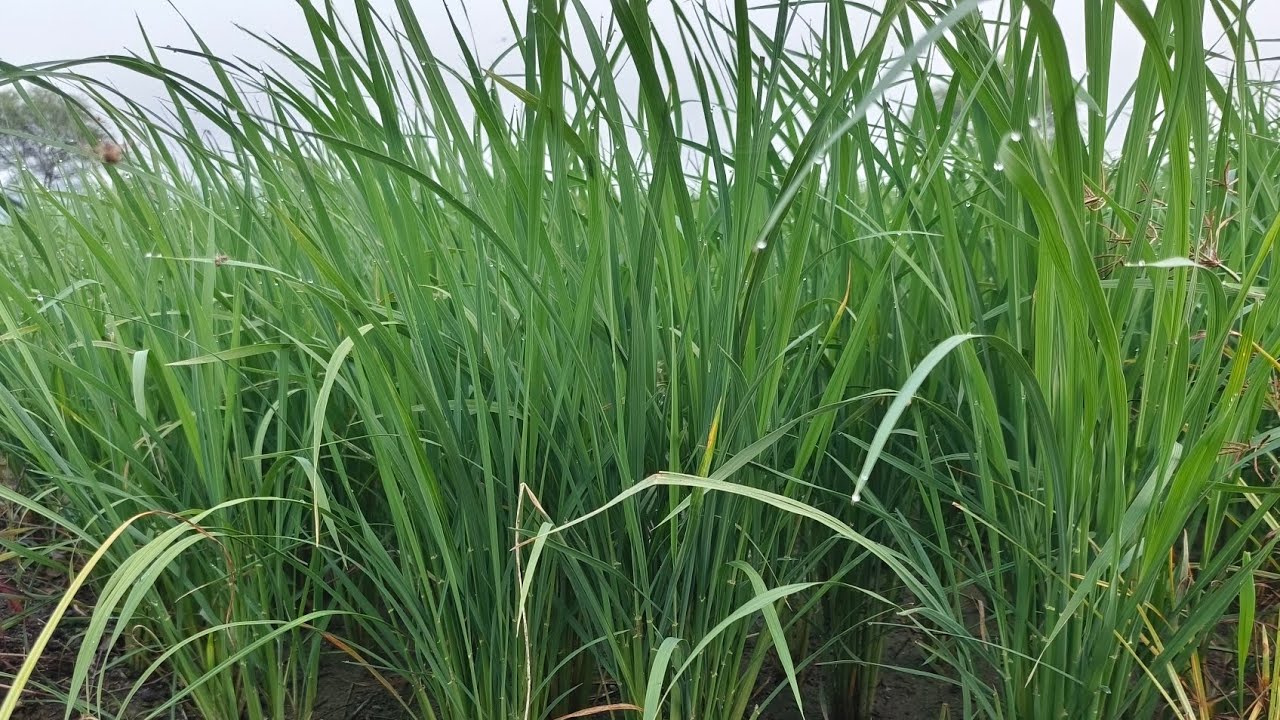 Pusa Basmati 1886 Paddy variety