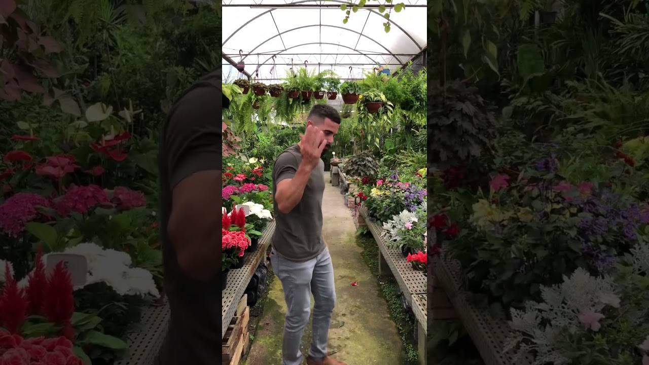 3 Flores de sol pleno para deixar seu jardim colorido