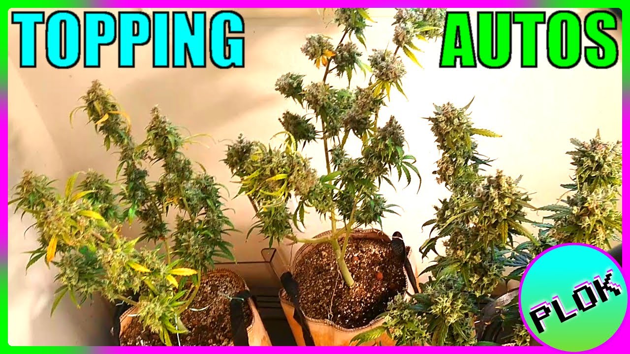 Can You Top Autoflowers? Lets Find Out! - AT Experiment Week 11: It's Finally Time to Harvest!