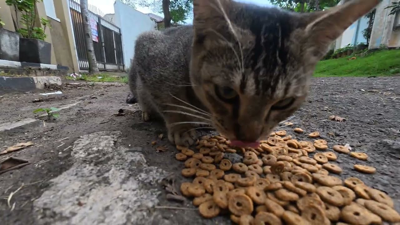 I Tried to Feed a Skinny Tortie… Then Two Tabby Cats Took Over 😹🐾