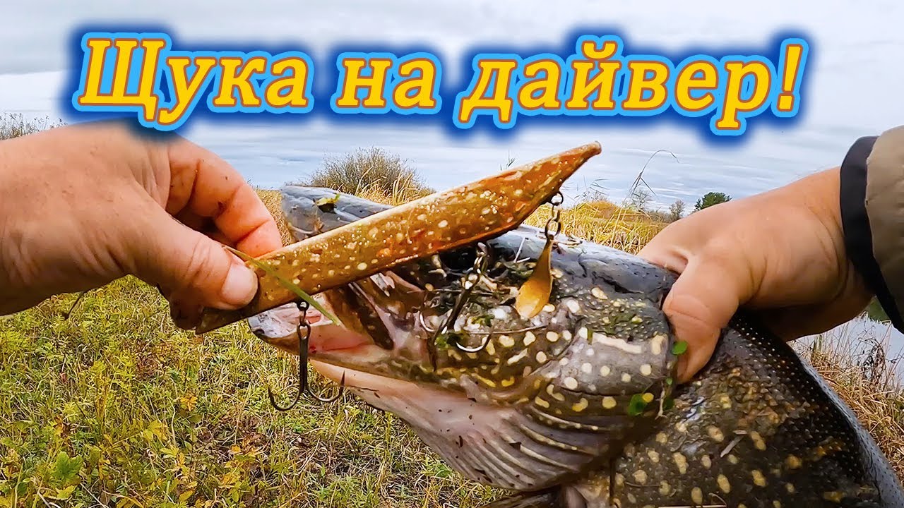 Щука на небольшой дайвер. Ловля щуки на джеркбейты #каналнарыбалку#щука на дайвер#щука на джеркбейт