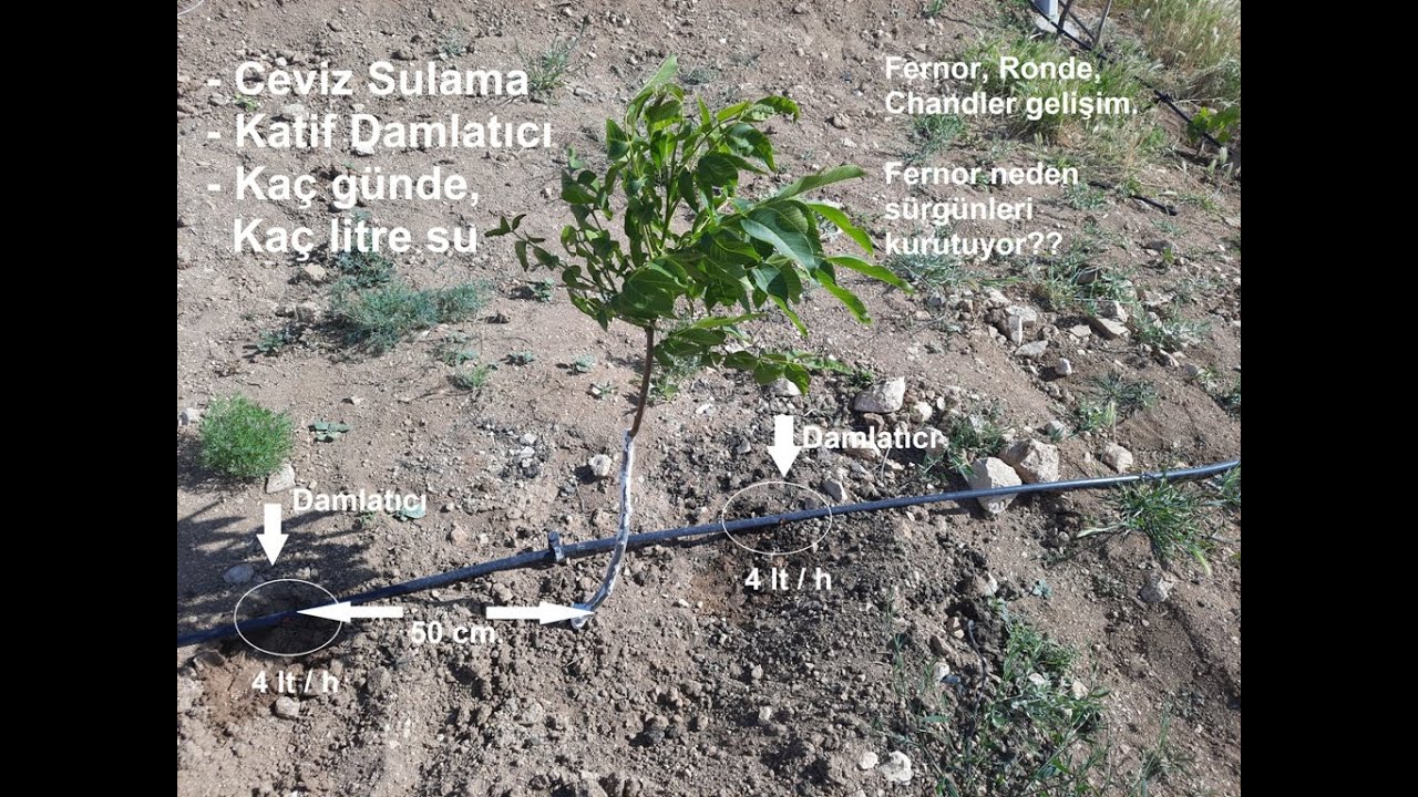 Ceviz Fidanı Sulama, Damlama sistemi, Kaç günde Kaç litre su ?