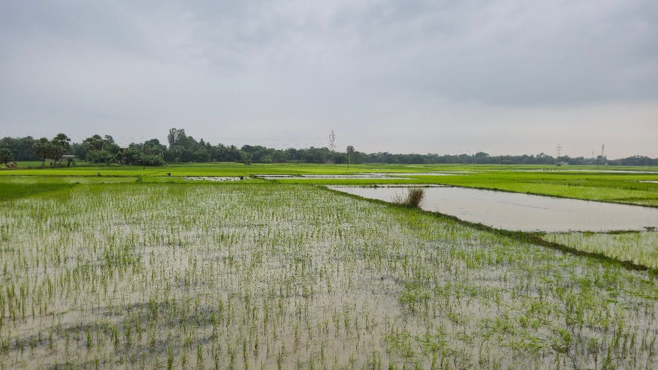 বারিপদা, উড়িষ্যা