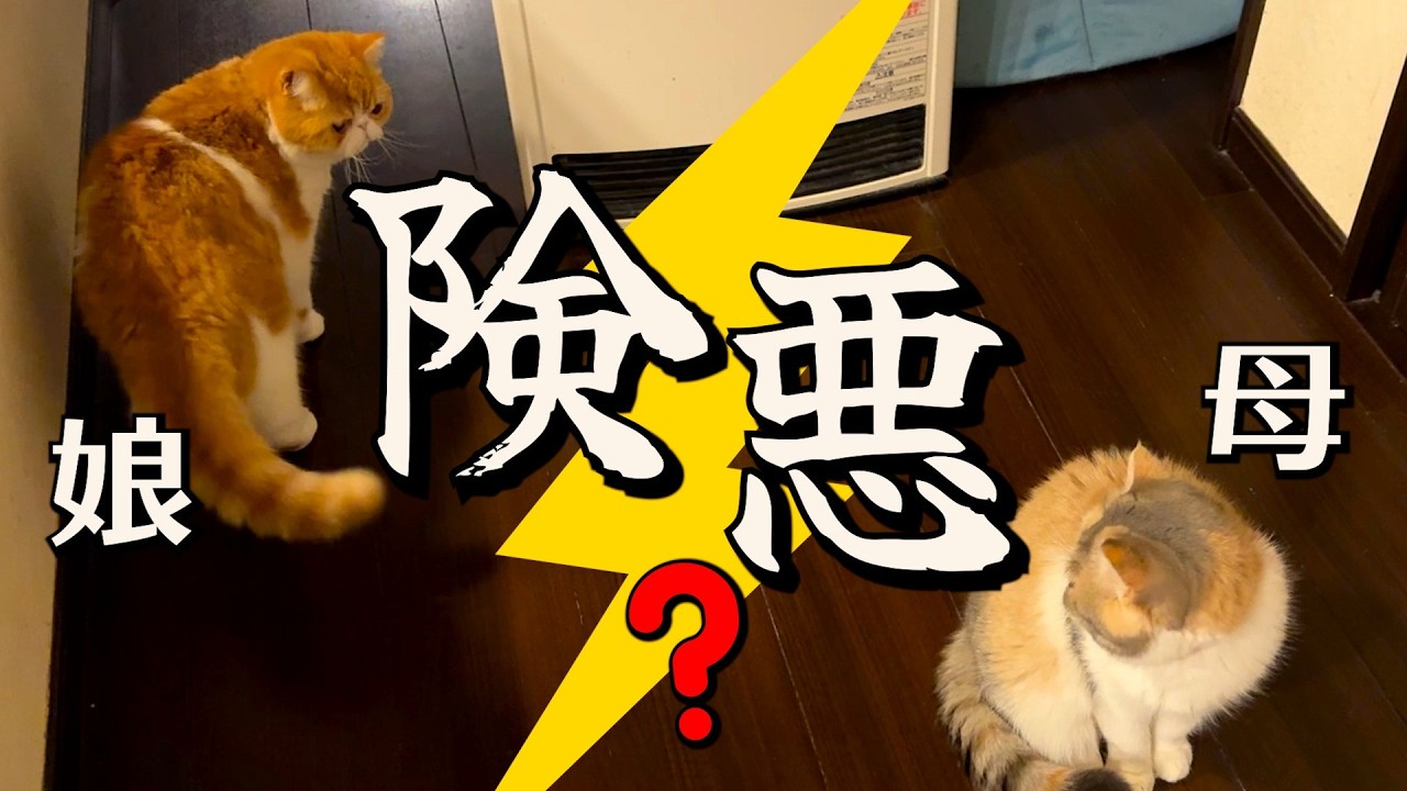 ねこ「仲直りしてくれよ～」