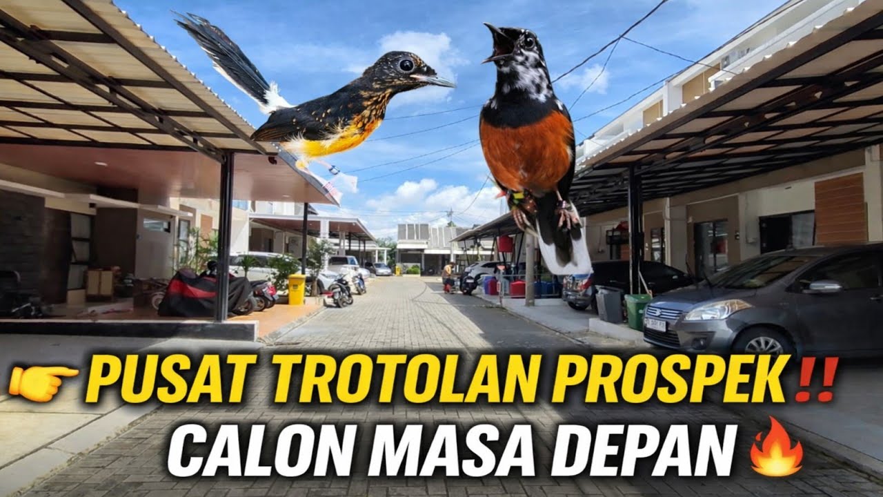TERNYATA 2026 DI SINI‼️PUSAT MURAI BATU TROTOLAN PROSPEK CALON MASA DEPAN 🔥 TANGERANG