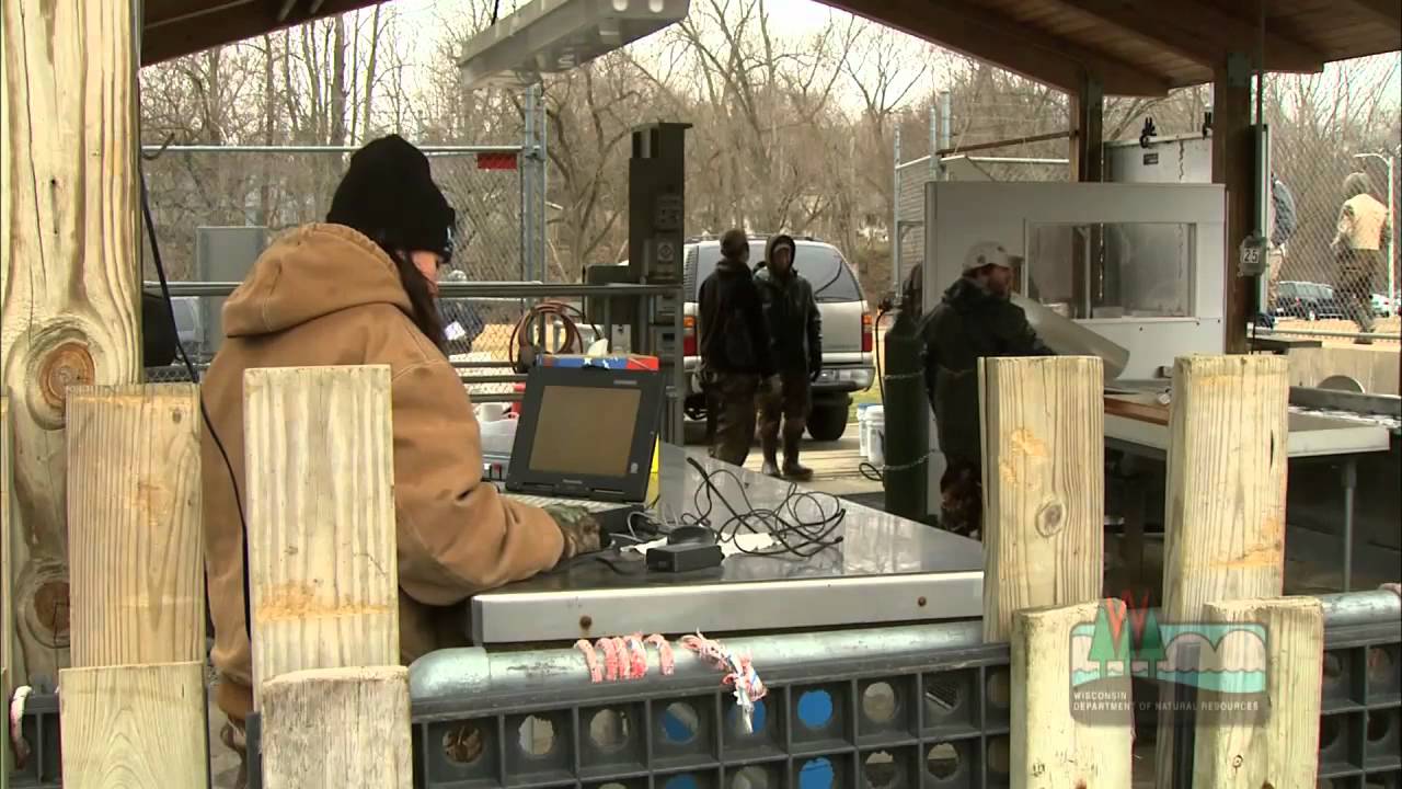 Collecting fish eggs at DNR's Root River facility
