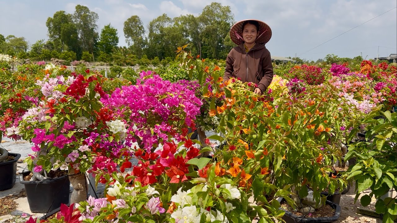 Hoa giấy vườn Thu Lan nhiều loại siêu đẹp, ghép 7 màu, cây dáng trực ☎0775.755.989 Thu Lan