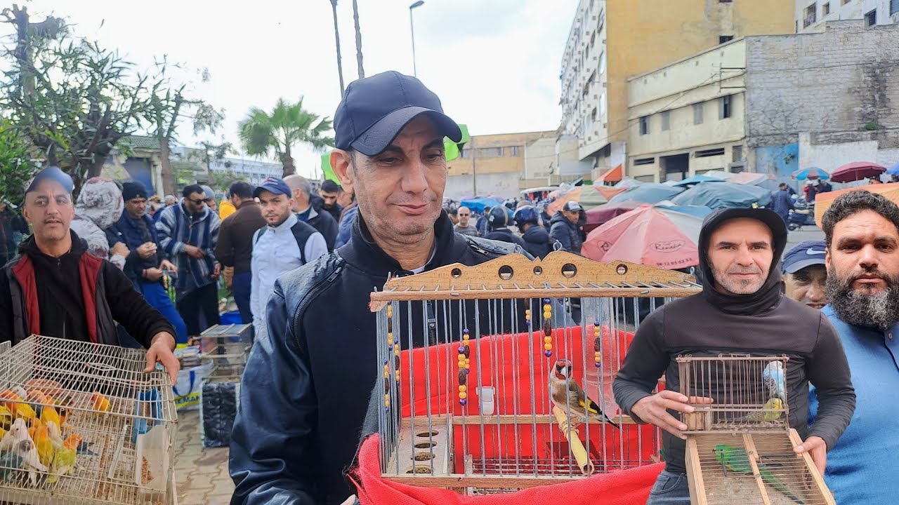 سوق القريعة للطيور السبت 2025/3/1🇲🇦 الحسون الكنار مولينا خير موجود