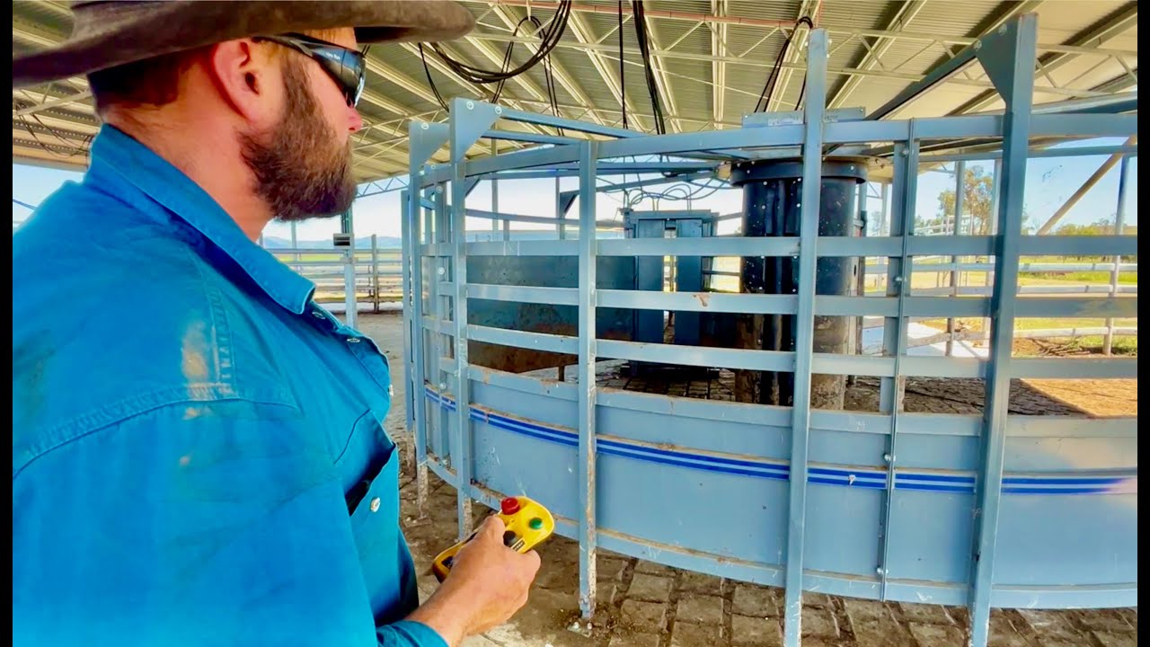 his Win-Win Setup Is Changing Cattle Yards