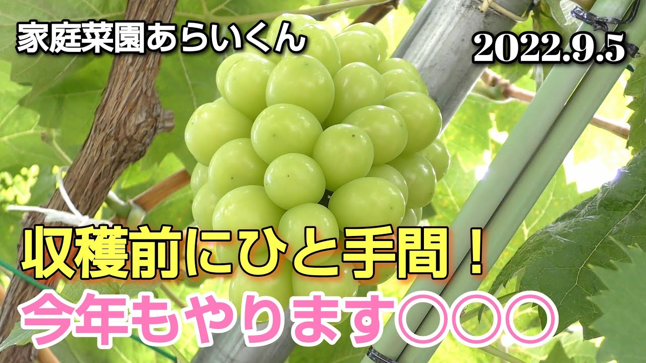 【シャインマスカット】第９６回、収穫間際！甘くするための工夫【家庭菜園】