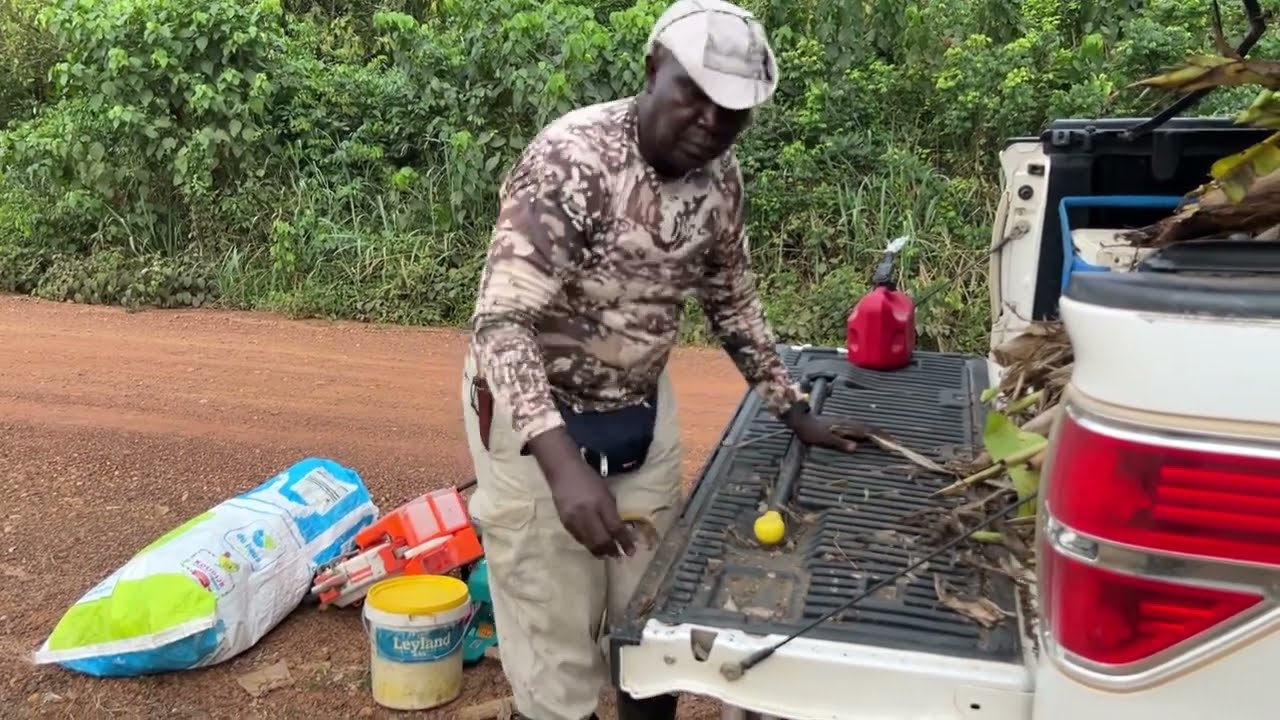 Ghana 50 Acre Farm Loading Plantain Seedlings ￼