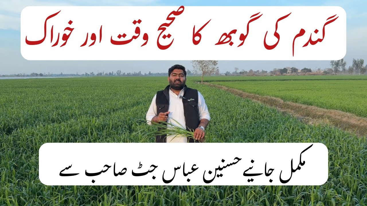 Wheat Booting & Fruiting Stage: Right Time and Proper Nutrition