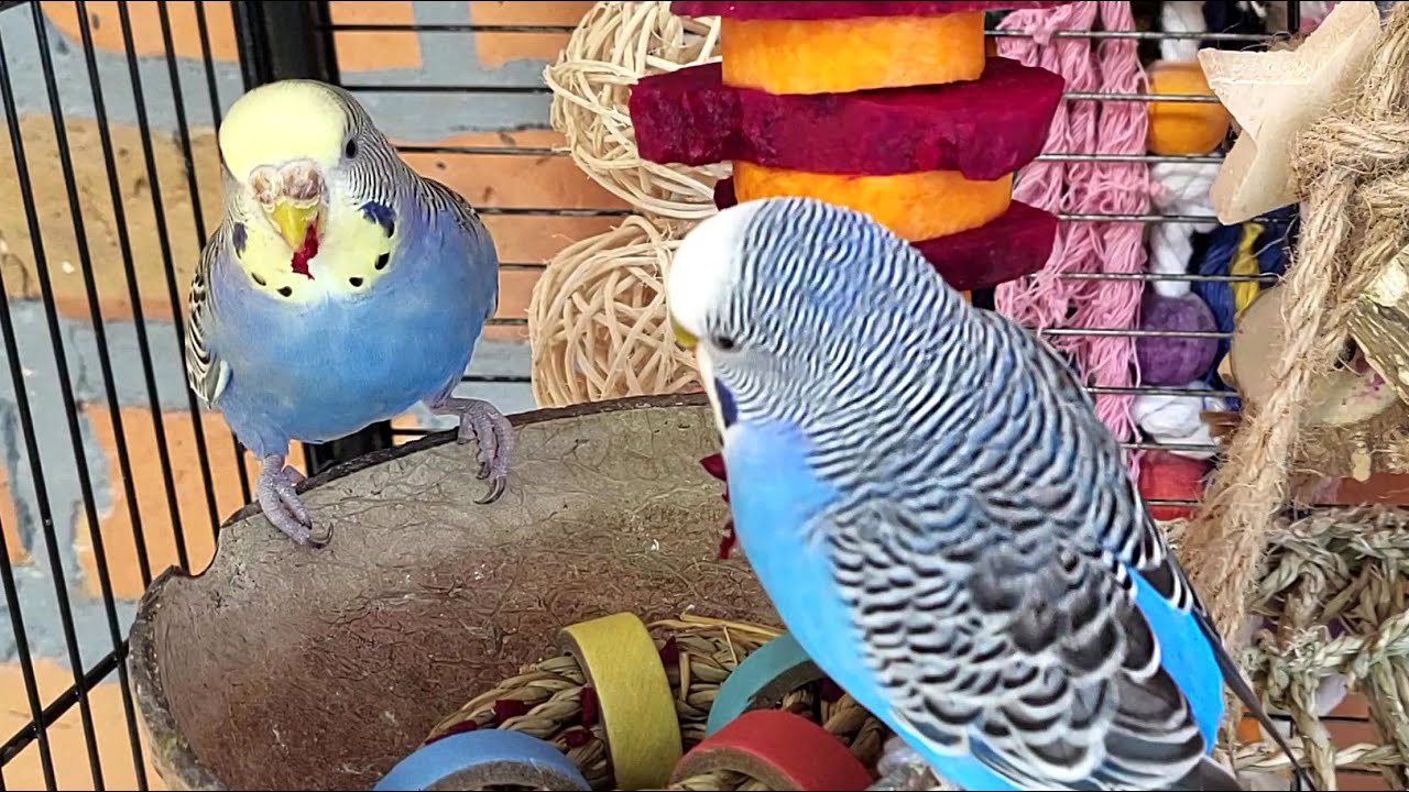 7 hours of budgie sounds