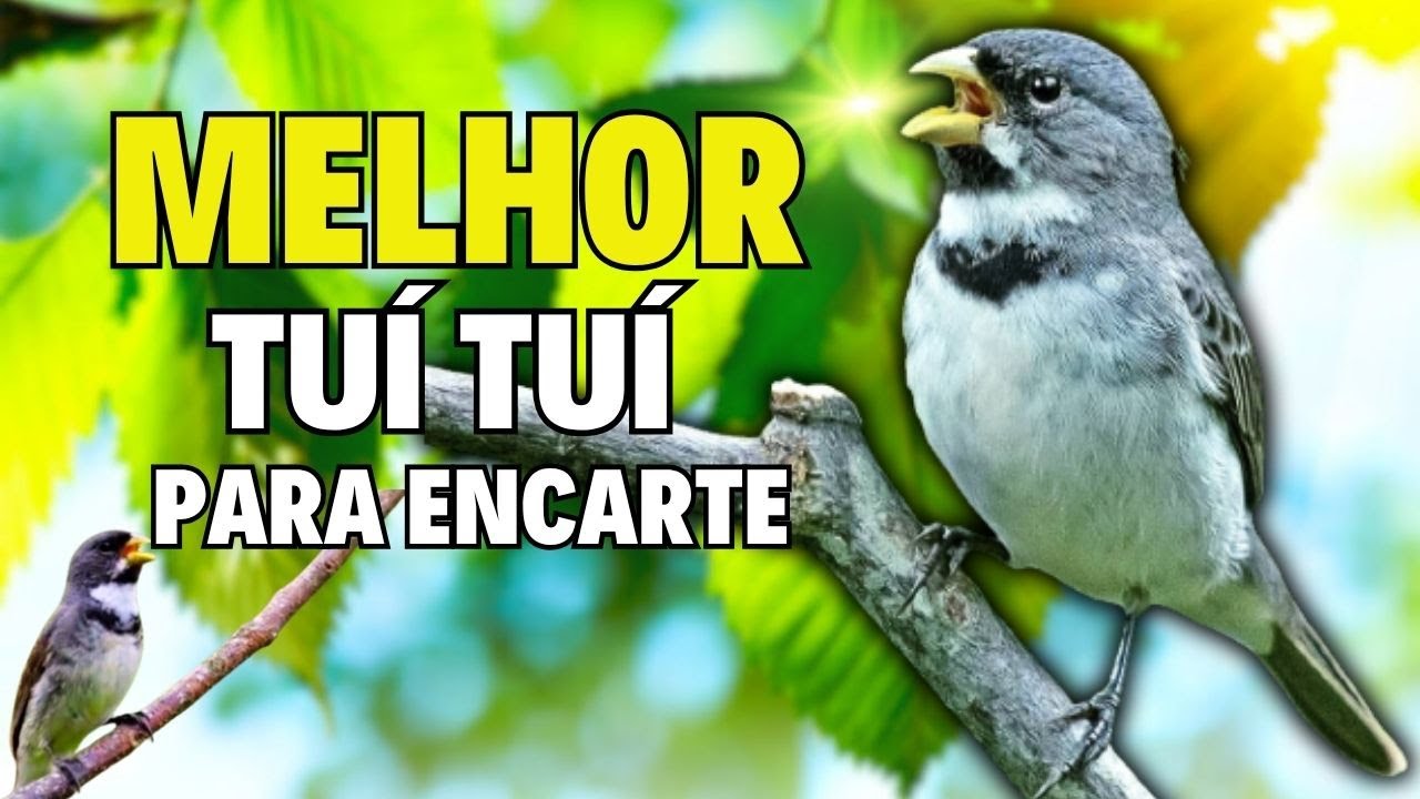🔴MELHOR TUI TUI PARA ENCARTE🔴🔴 TURBINE SEU PARDO 🔴