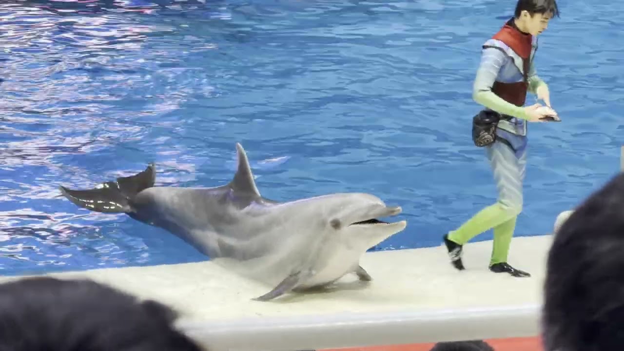 A magical dolphin show in China