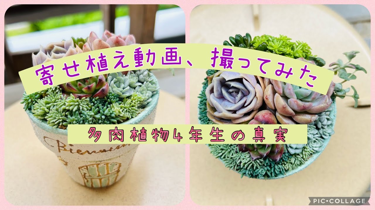 ＃1 『多肉植物』寄せ植え動画撮ってみた