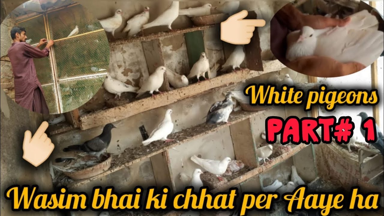 Wasim bhai ki chhat par Aaye ha #Party#1