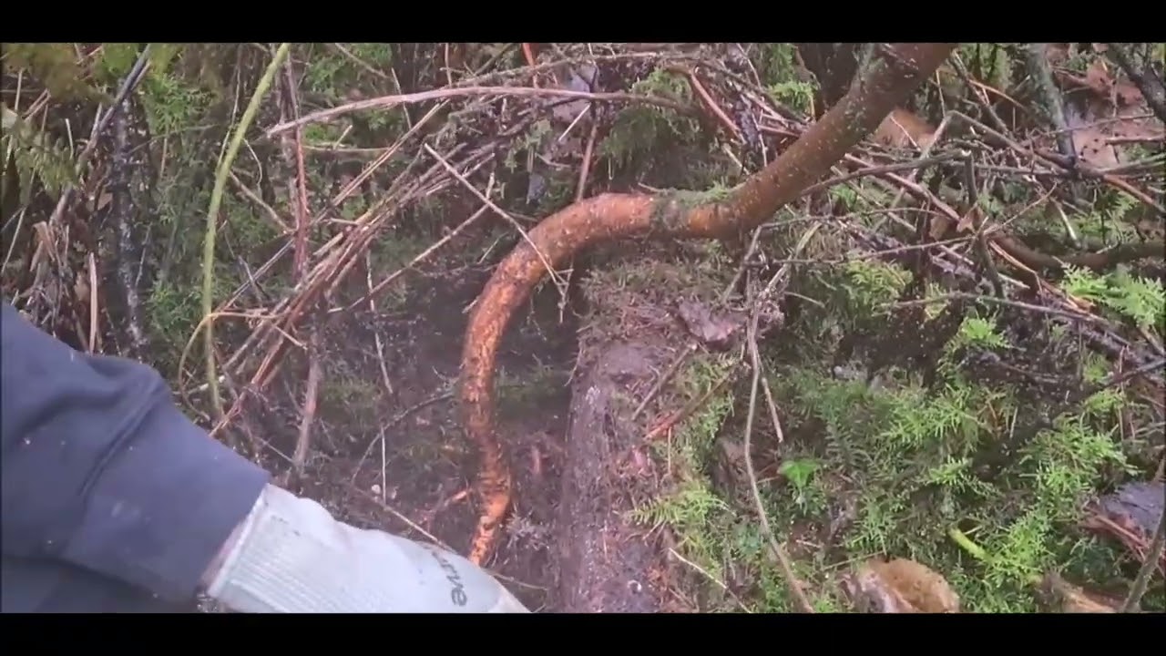 Yamadori hunt