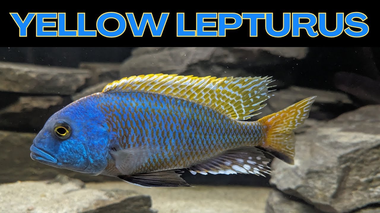 The Biggest Colorful Cichlid