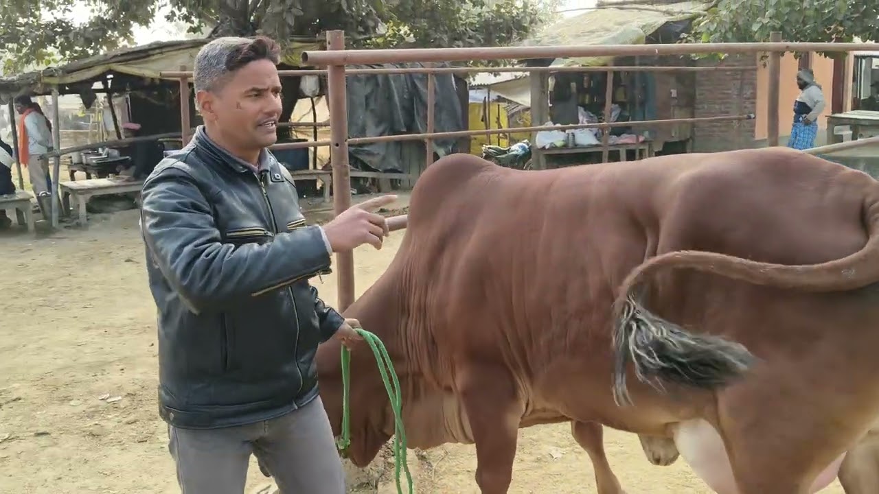 Cow 🐄 for sell in chausa pasu mandi buxar Bihar se nya video S pandey Mo 9155472296
