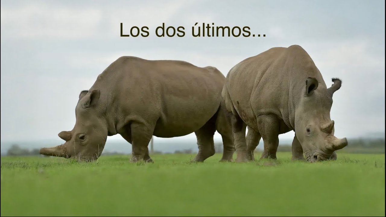 Qué Pasa Con Los Rinocerontes l Mini Documental