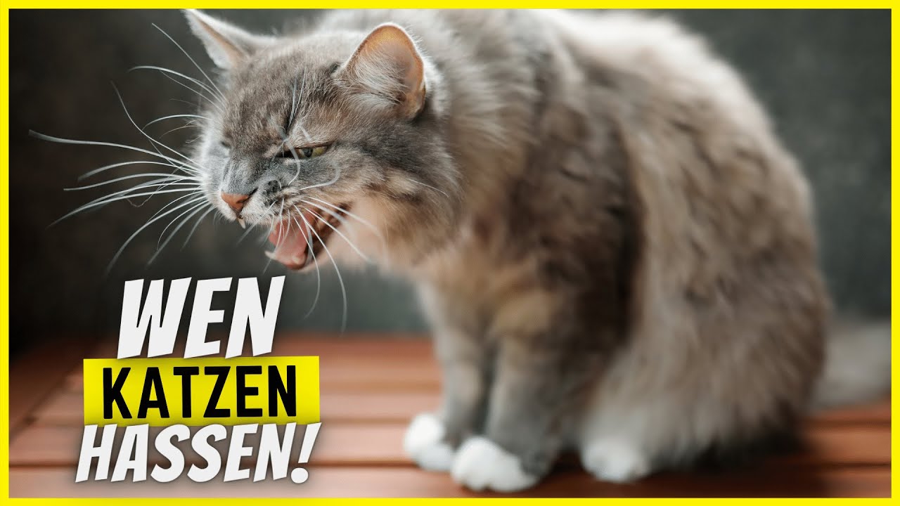 8 Charakterzüge an Menschen, die Katzen so richtig hassen!