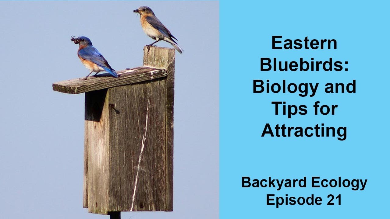 Eastern Bluebirds: Biology and Tips for Attracting