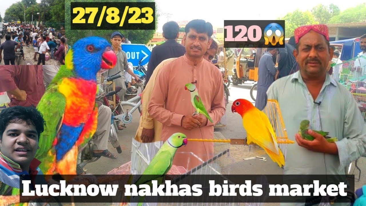 Lucknow nakhas birds market सबसे सस्ती चिड़िया बाज़ार 27/8/23cheapest bird market in Lucknow 😱😱