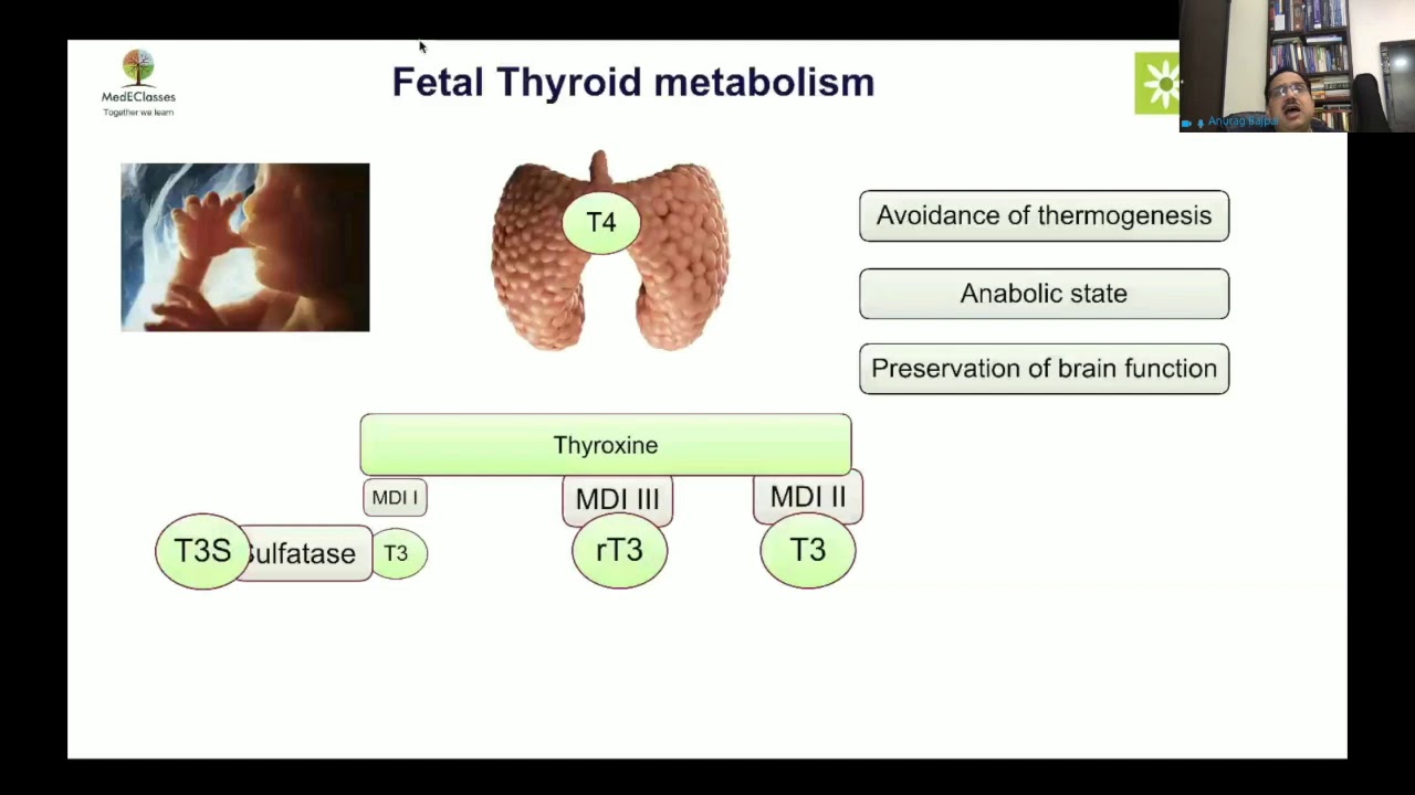 MedEClasses Webinar on Perinatal Endocrinology