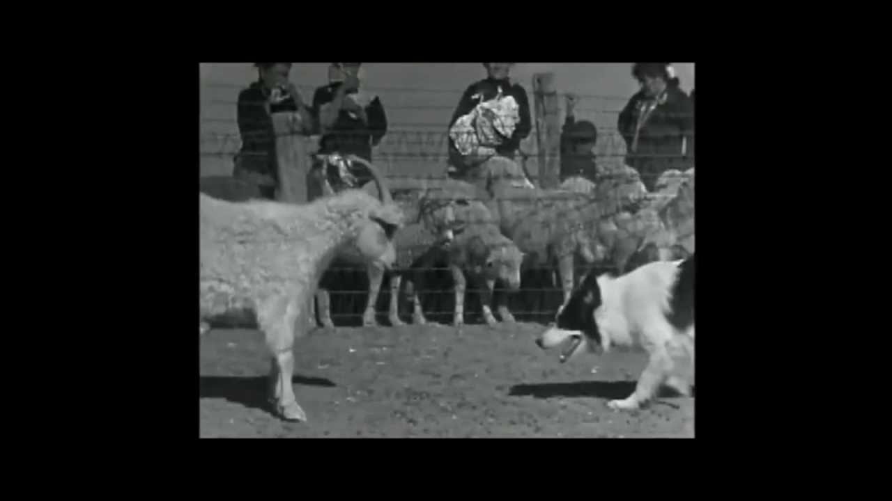 Arizona Sheepdog 1955