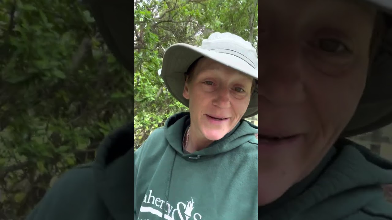 Kyllinga Another crazy weed video 😂