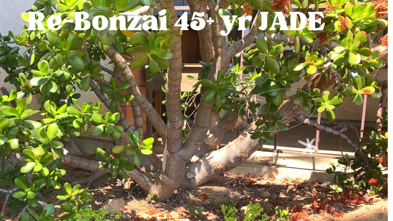 Re “Bonzai” my 45+ year old jade. Maintenance time!!
