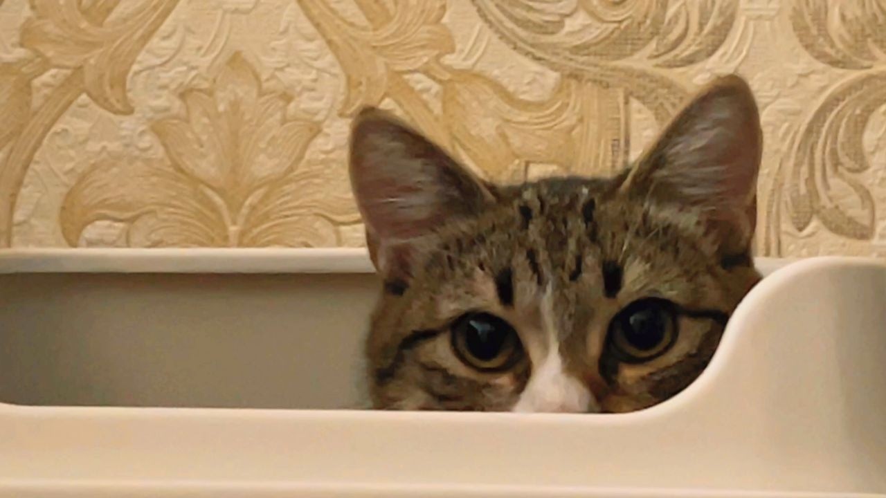Is Your Cat Using the Litter Box Wrong?