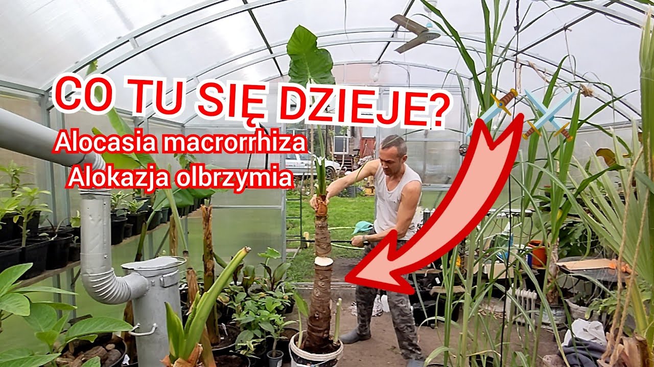Alocasia macrorrhiza, alokazja olbrzymia gnije! Dzielenie alokazji na mniejsze części, dlaczego?