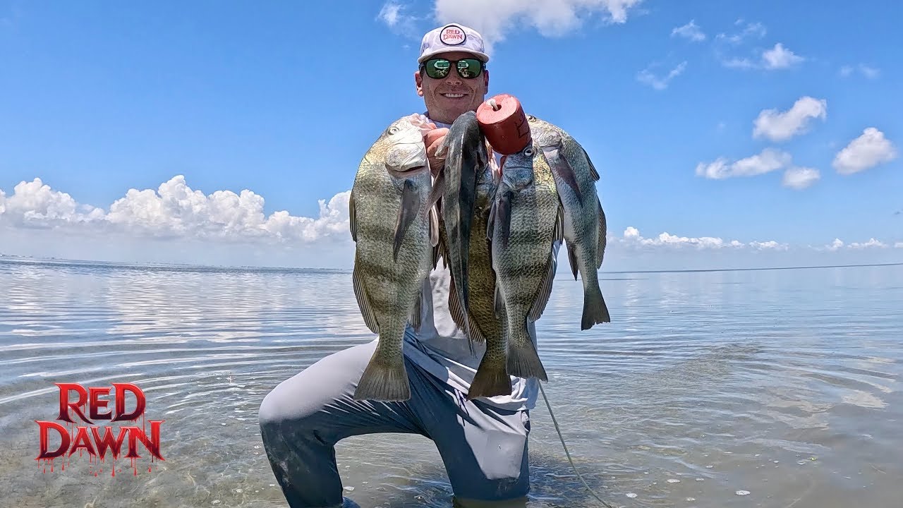Black Drum Limit on Fly
