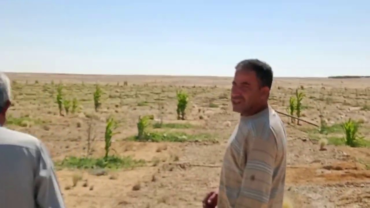 البطيخ والكنتالوب من أرض المستقبل أرض المغرة على قناة المغرة سيدة الصحراء الغربية