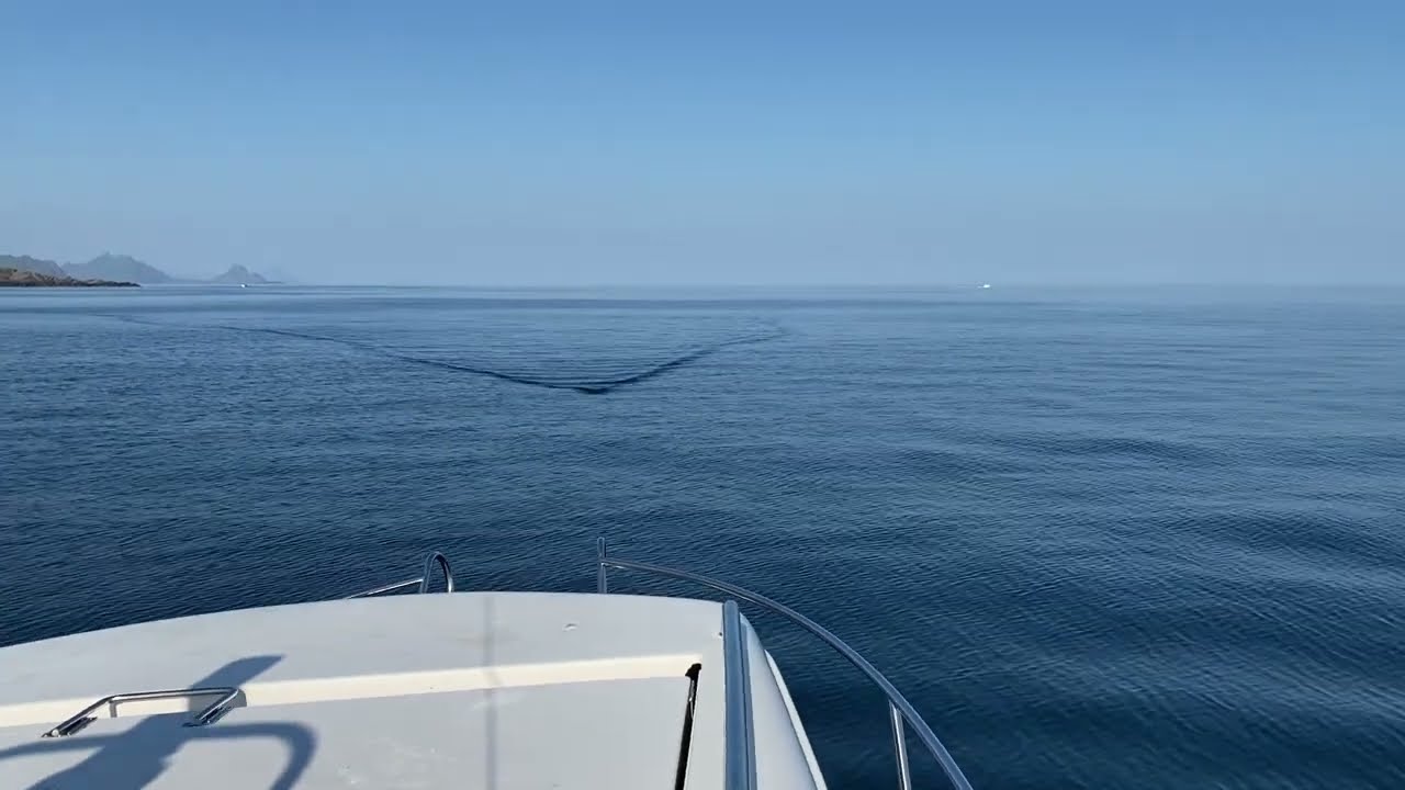 Brudge Shark Sighted in Lofoten, Norway || ViralHog