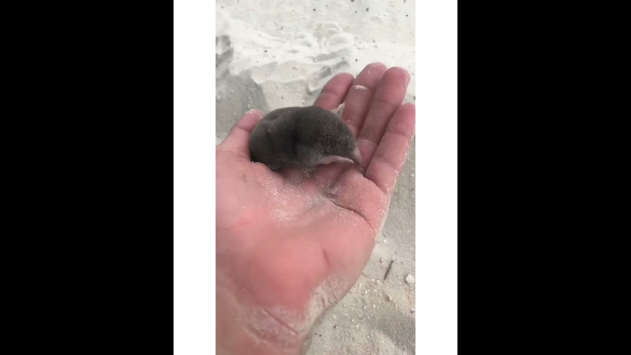 baby toupeira 🤗 #shorts #cute #animals #toupeira