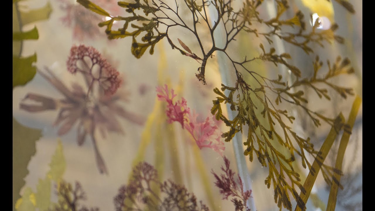 Seaweeds: a hidden habitat under threat | Natural History Museum