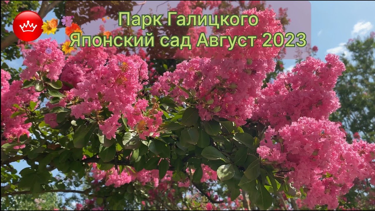 🌺😎Парк Галицкого Японский сад август не устает удивлять 2023.