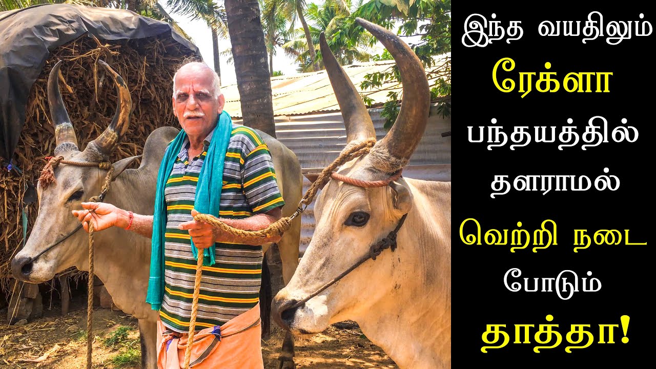 இந்த வயதிலும் ரேக்ளா பந்தயத்தில் தளராமல் வெற்றி நடை போடும் தாத்தா! || Rekla Race Madu || Thalir
