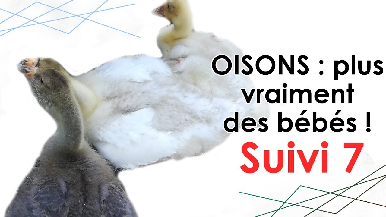 OISONS : suivi n°7 - Où sont mes PETITS BÉBÉS ?! 😂