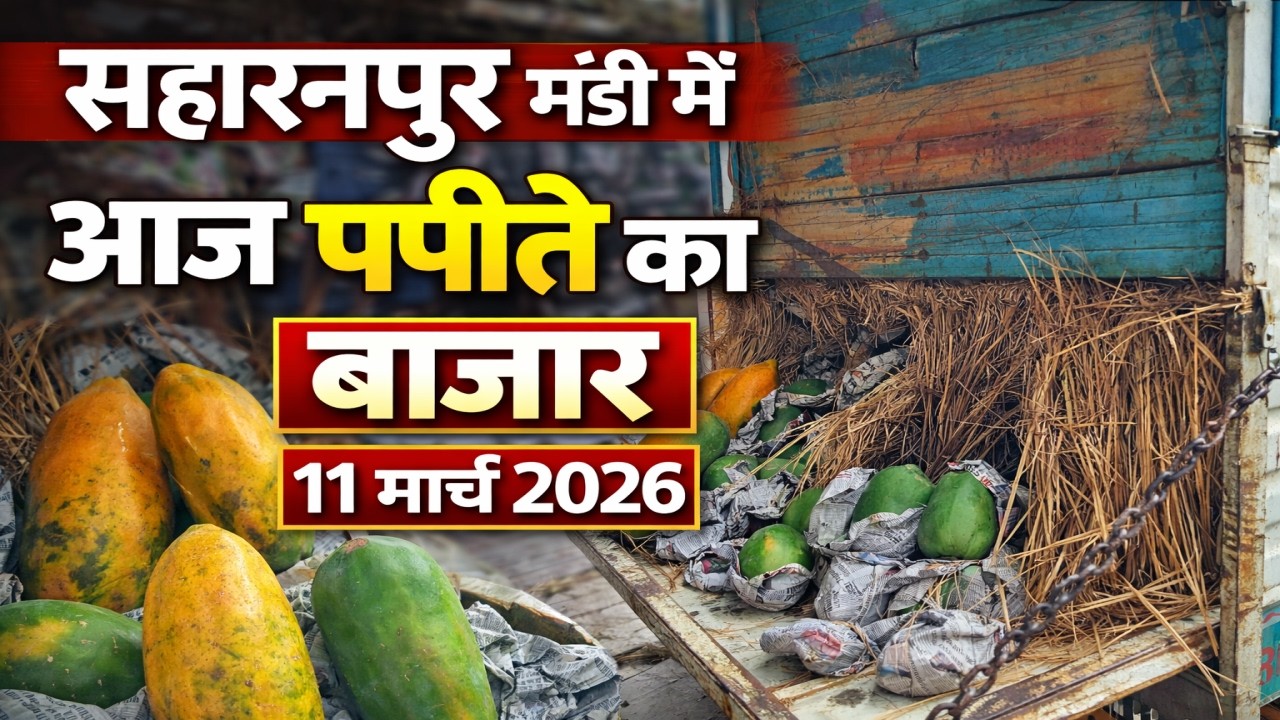 Сегодняшний рынок папайи в Сахаранпур Манди | Папита Базар Сахаранпур Манди | Последняя цена на с...