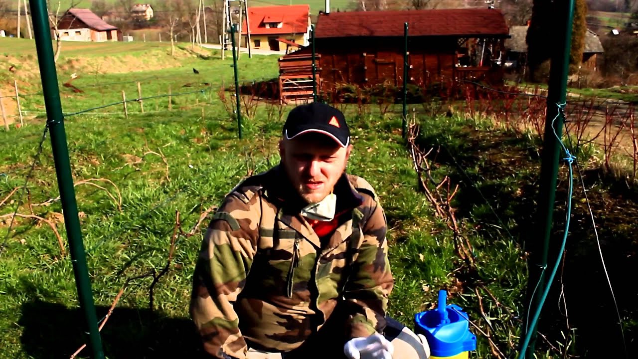 Siarka na winnicy | Winnica &brvbar; Dom Pachnący Żywicą