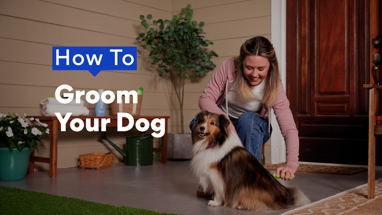 How To Groom Your Dog I Chewtorials