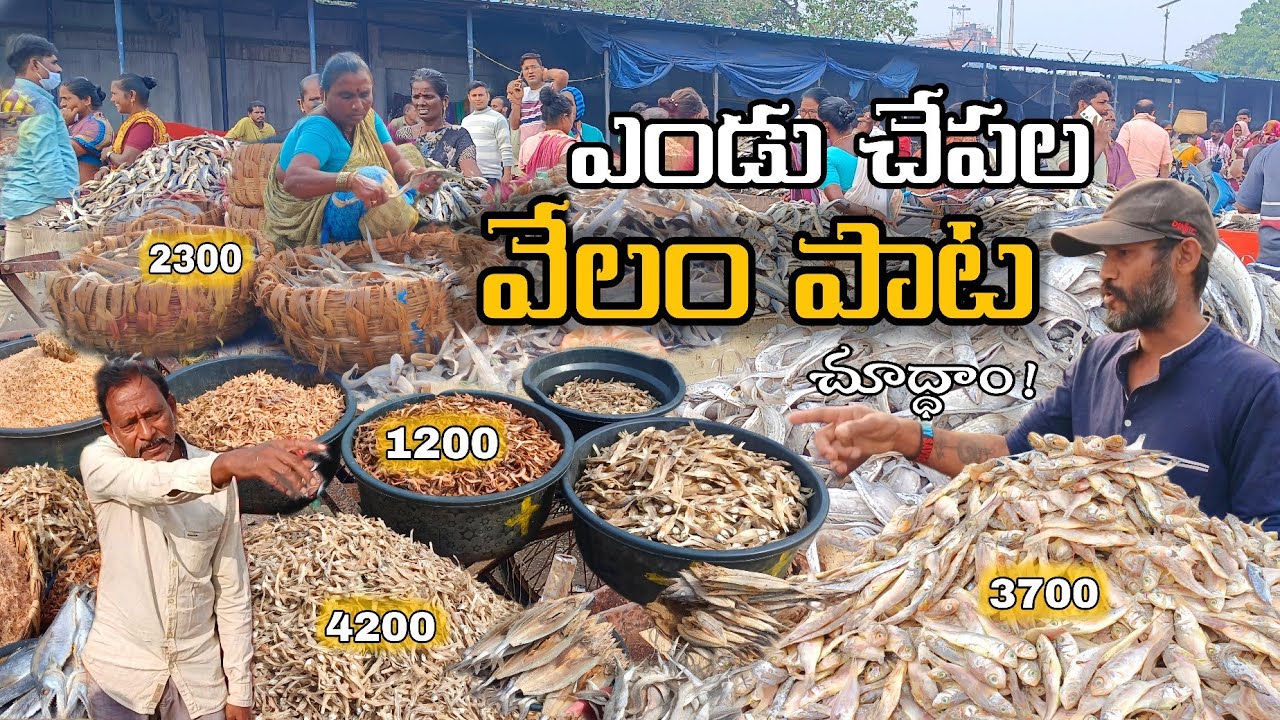 వైజాగ్ ఎండు చేపల మార్కెట్  | ఎండు చేపల వేలం పాట | Dry fish market vizag velampata