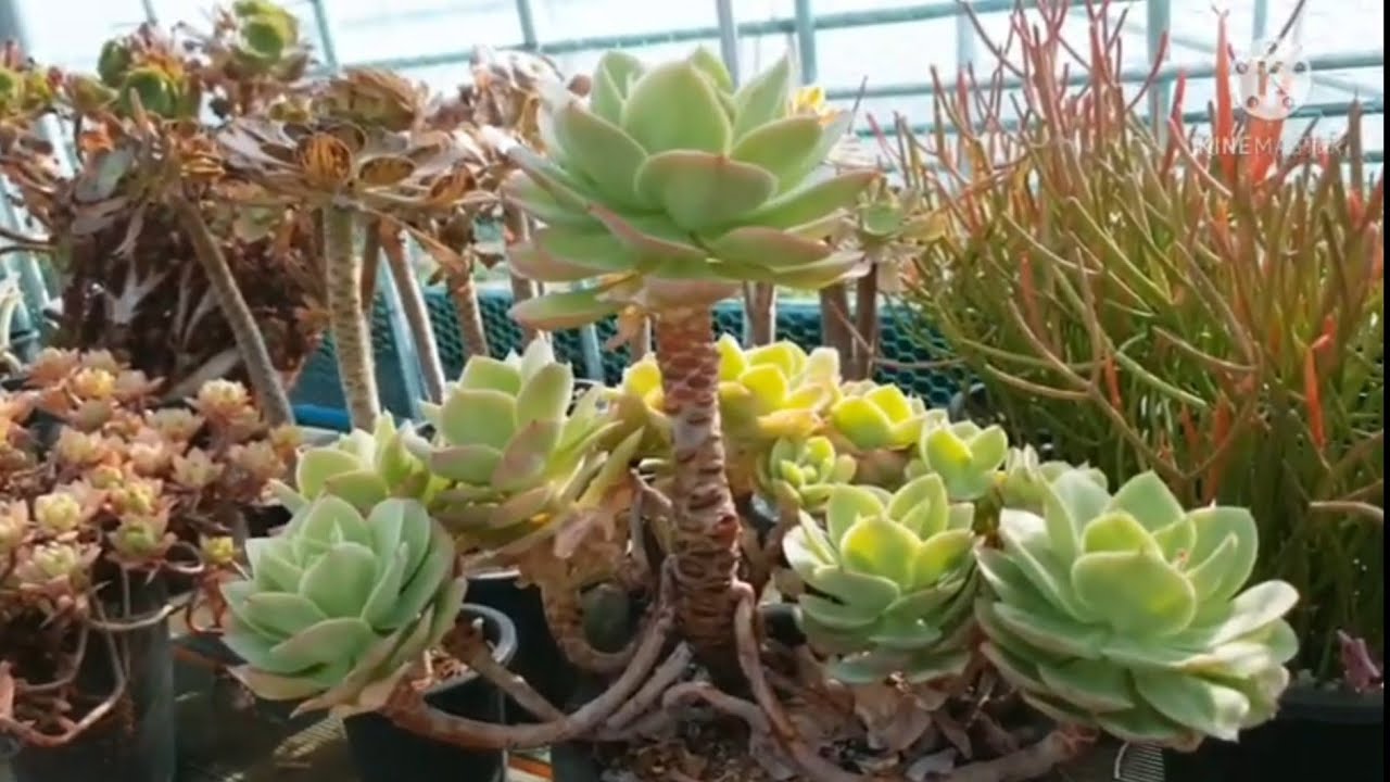 Succulent lovers watch this(Korea's succulent)